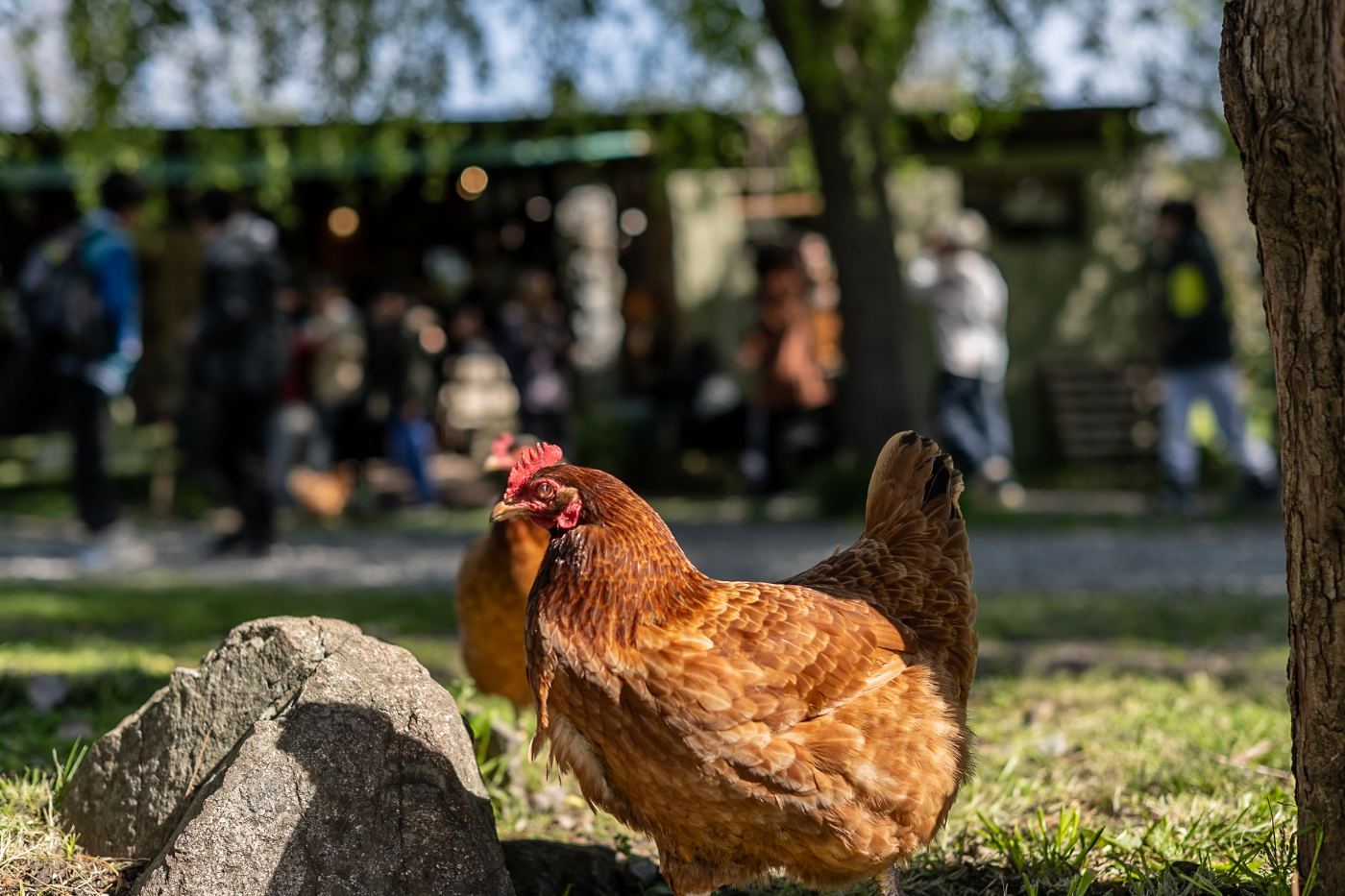 Gallinas sueltas en el parque de la Dulcería El Cazador, camino al cerro El Centinela
