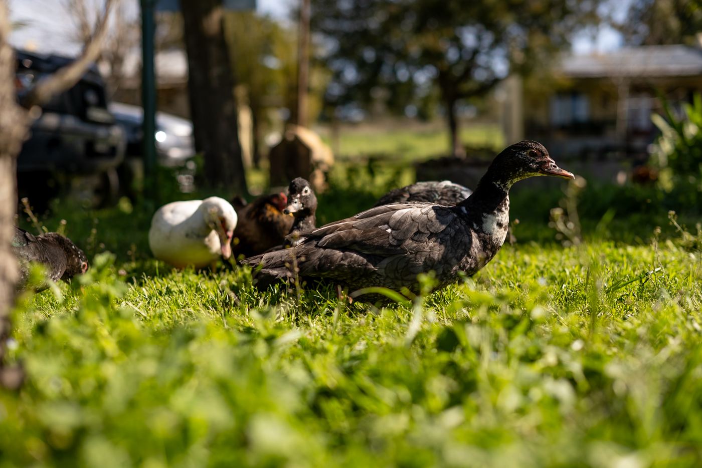 Patos en el pasto del parque de El Cazador en Tandil
